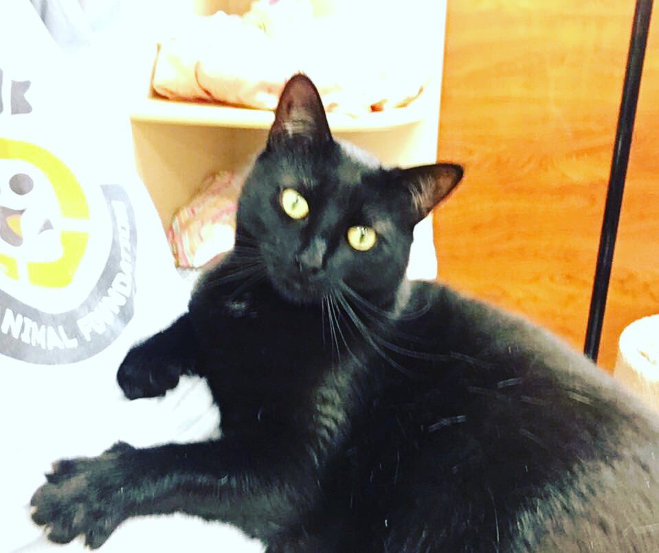 JSAFPets's tweet photo. Come meet this sweet mini jaguar at the Howell Petsmart. Melody is ready for her forever home. #AdoptDontShop #jsafpets https://t.co/L07aLqJRjQ