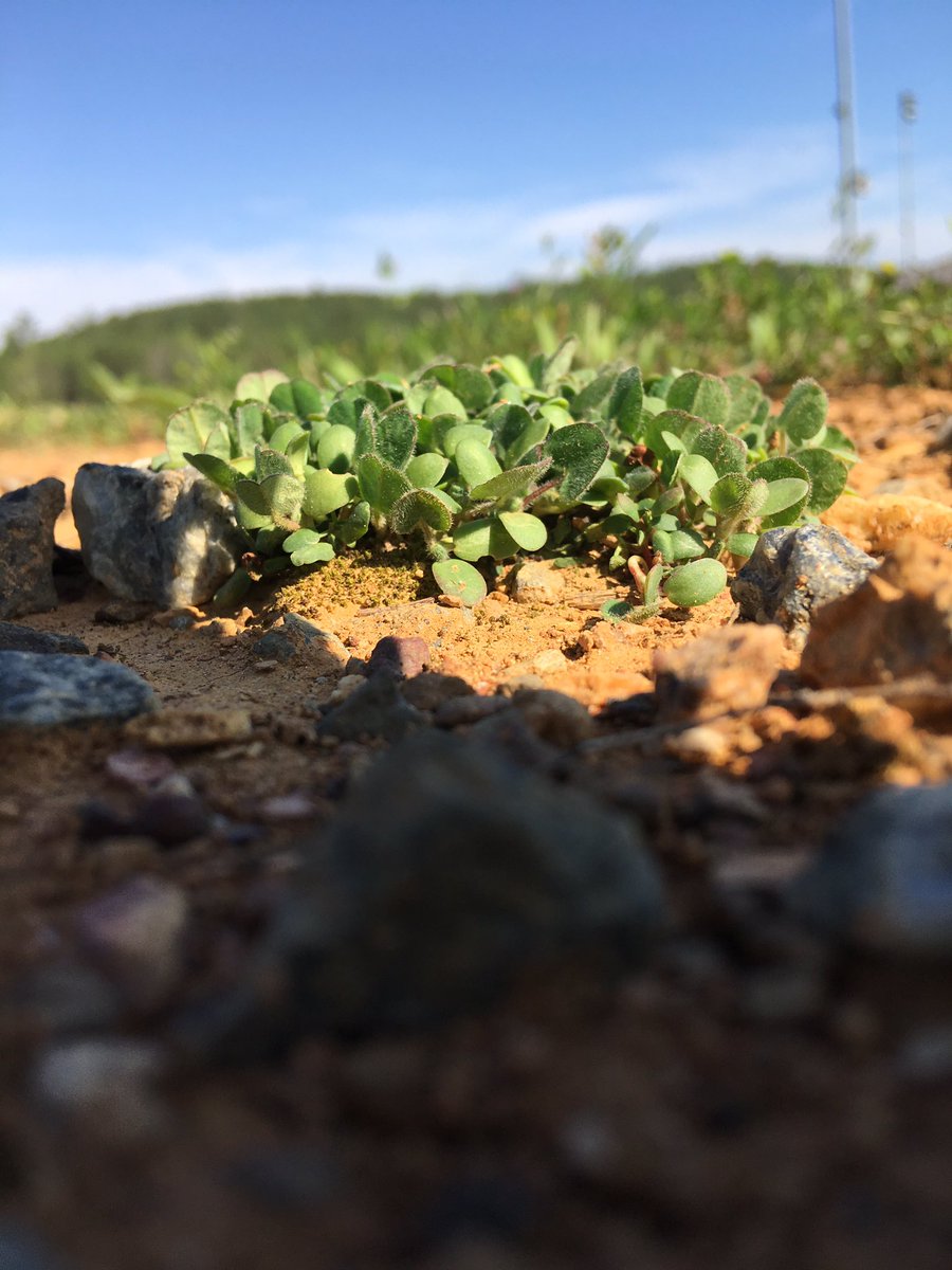 CassAPES's tweet image. Seedbomb clover and sunflowers are growing!