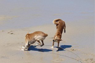jennyleeparker3's tweet photo. Arooooooo. The winner of the @PacBio smartest genome is Dancing with #Dingoes Congratulations to all! https://t.co/k7WcGD2tmT