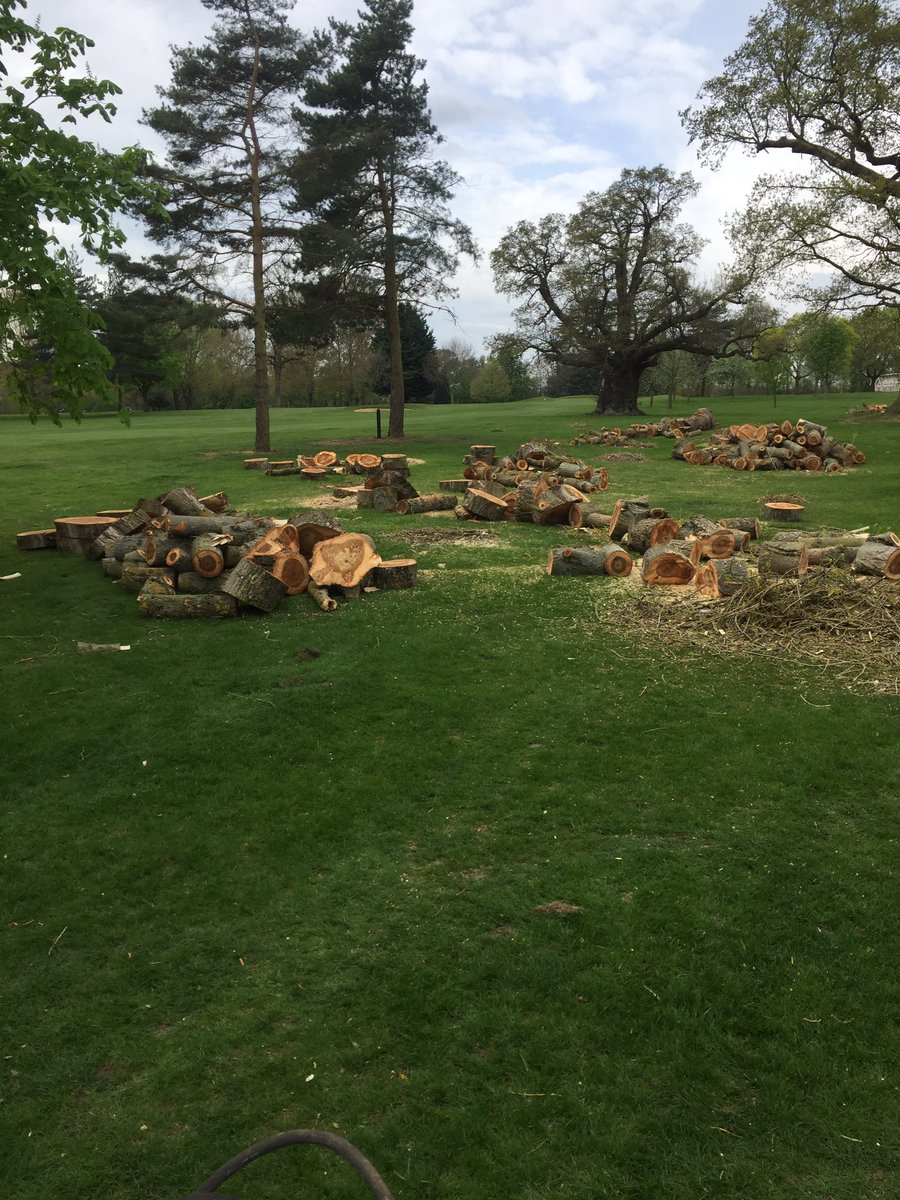 Springettliam's tweet photo. Tree surgeons been busy this week on the 11th @BraintreeGC #courseworkweek 🌳 https://t.co/32TGsCqWqp
