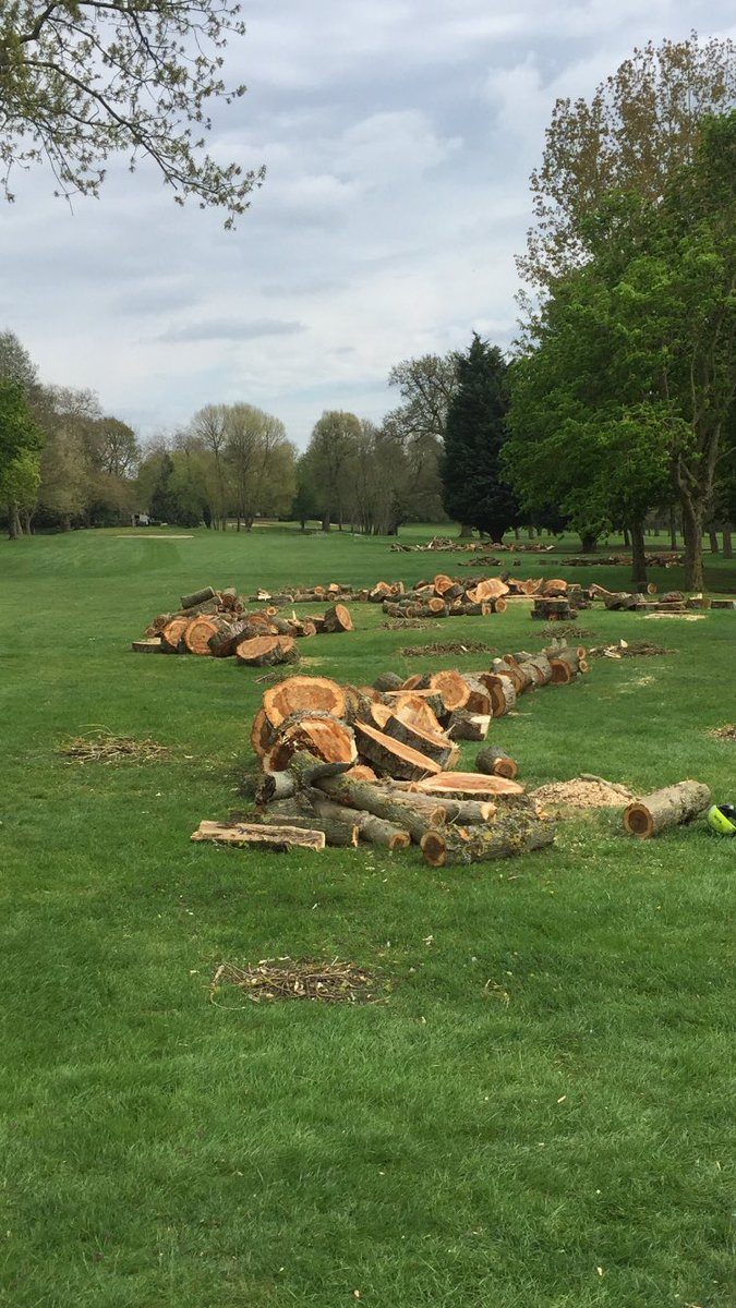 Springettliam's tweet photo. Tree surgeons been busy this week on the 11th @BraintreeGC #courseworkweek 🌳 https://t.co/32TGsCqWqp