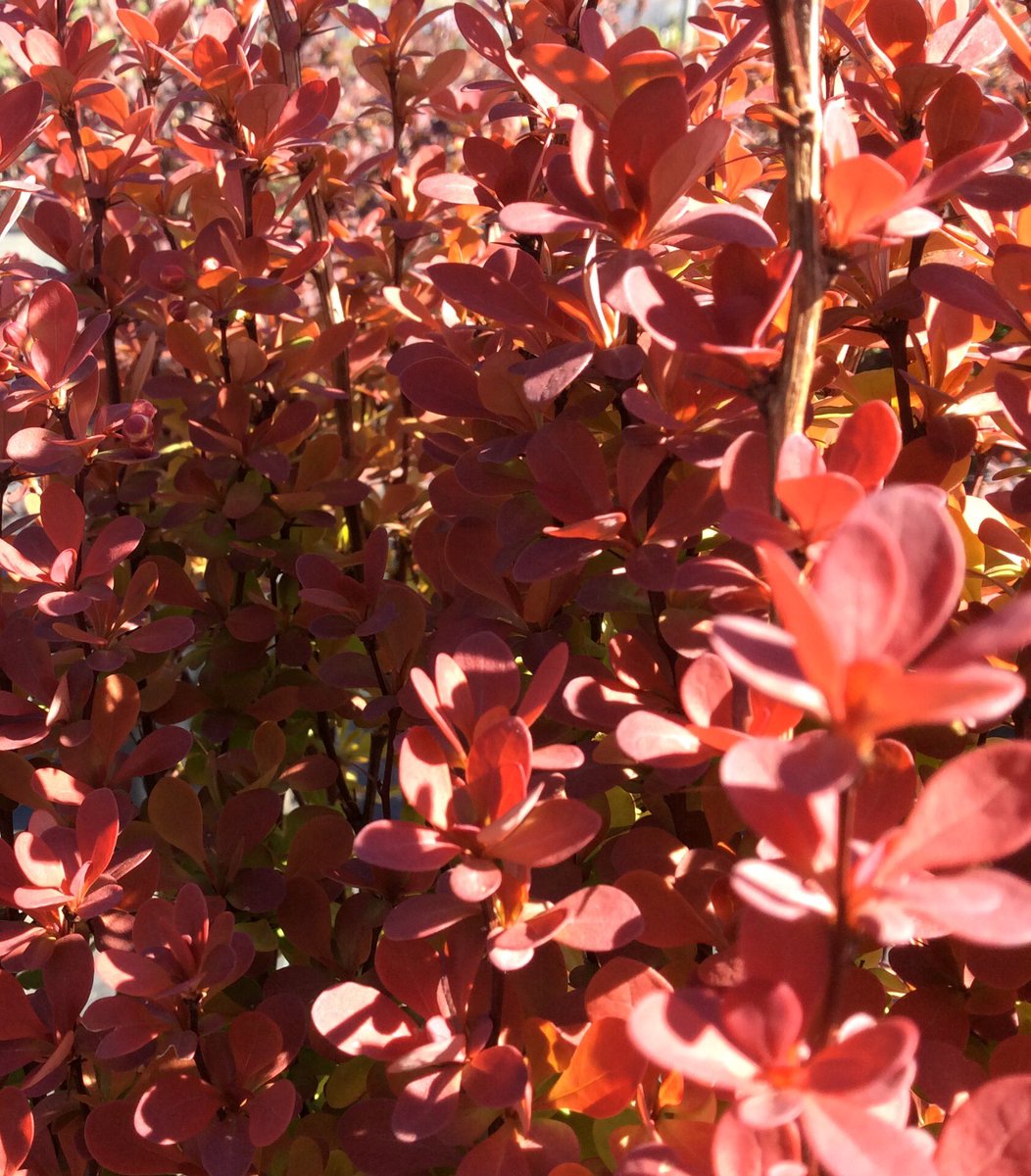 dp_PLANTS's tweet photo. Rosy Glow Barberry is showing it's pretty Spring color! #thegardencenter #barberry #springcolor https://t.co/ChhYwAUPDL