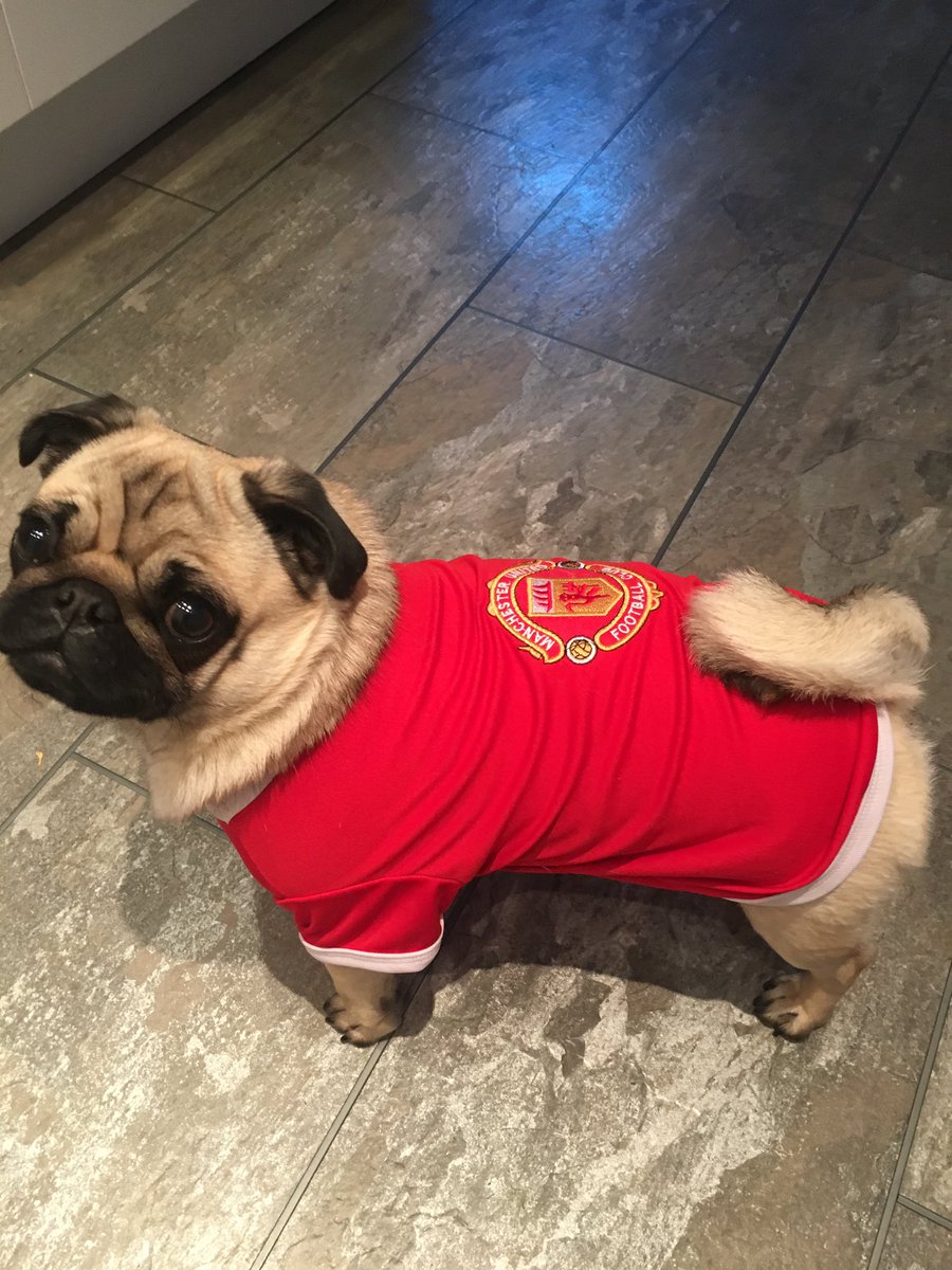 TudorKat's tweet photo. She will now be known simply as 'Pugba' @ManUtd #pugba #mufc #puglife 🐶🤘🏻❤ https://t.co/idOBPUsCqb