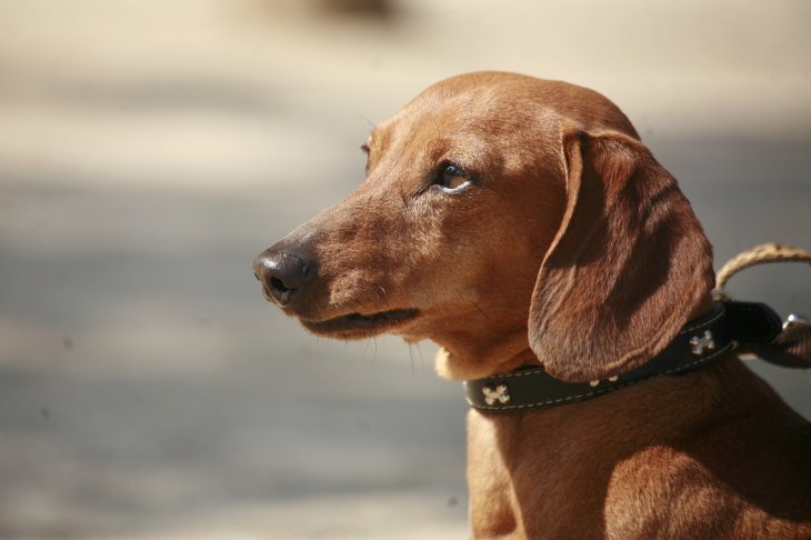 "Ley Cholito": Senado da luz verde a proyecto de tenencia responsable de animales rbb.cl/ghrz