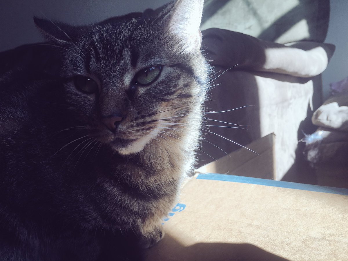 lexstvndal's tweet image. for every rt I'll pet her and tell her she's beautiful