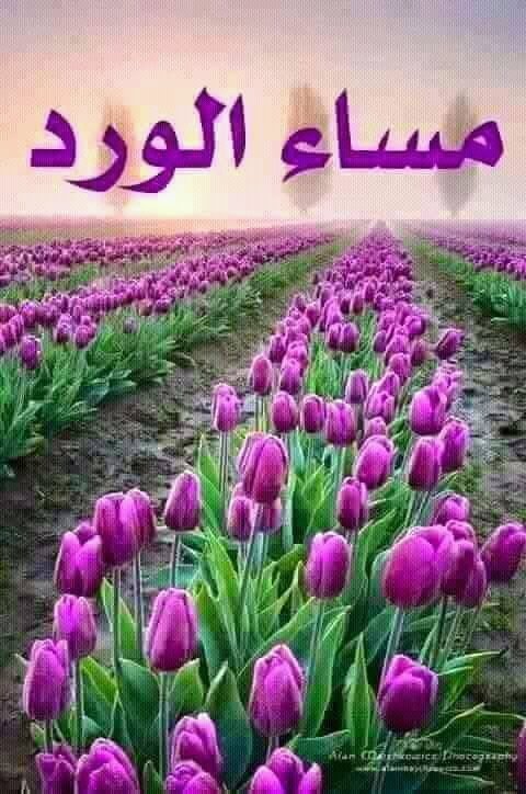 aboabdalla1975's tweet photo. @mohemeddd @Reemm2015Aar  https://t.co/eUxGPwN6K1
