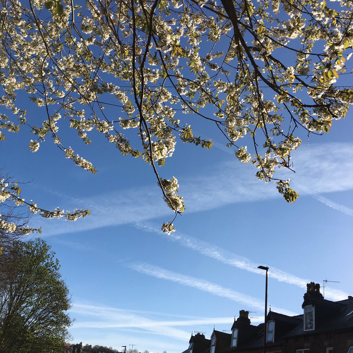 aomaom265's tweet photo. Blossoms season https://t.co/p7TJOE3ZCj