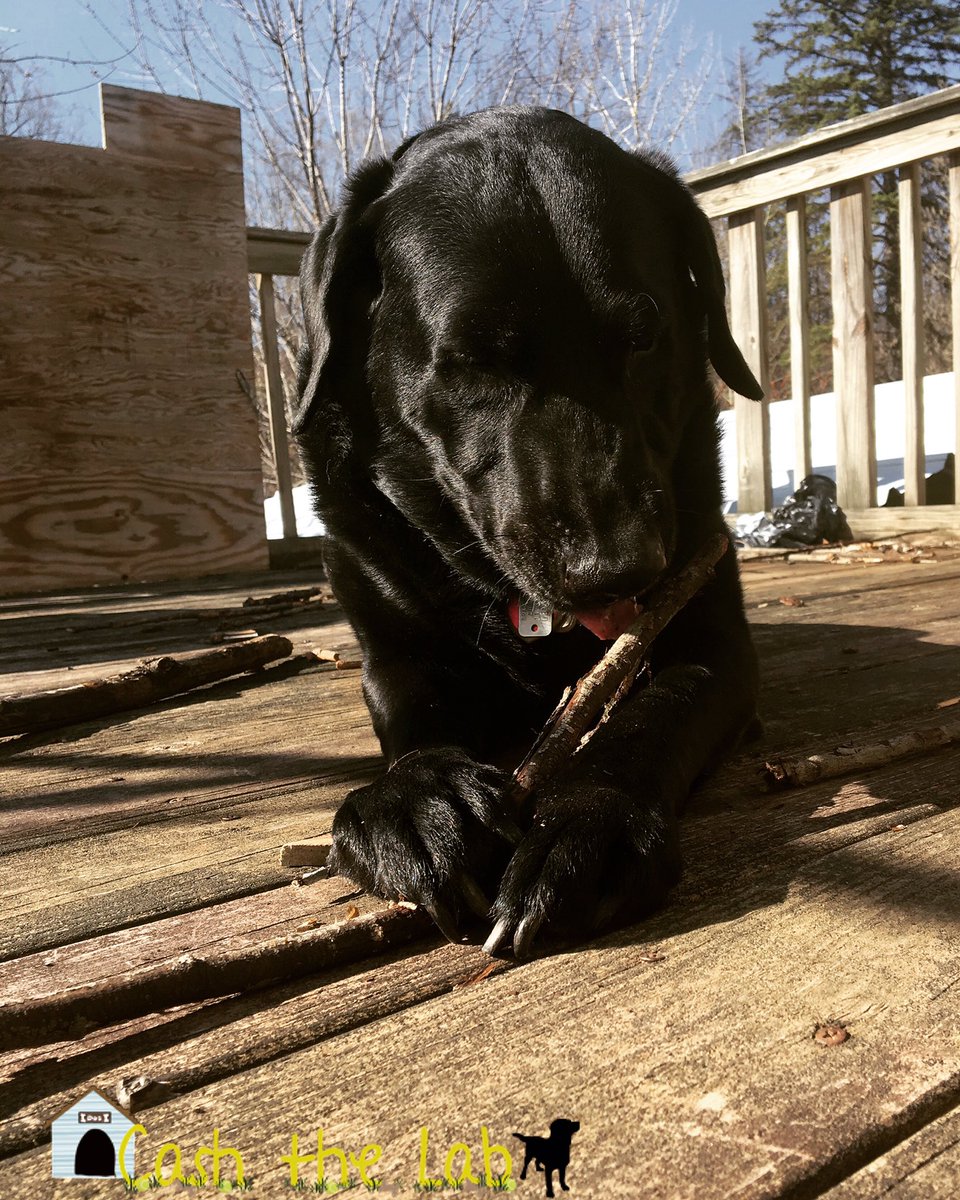 Cash_the_Lab's tweet photo. Sun bathing and stick chewing! #sunnyday #spring #dog #dogsoftwitter https://t.co/Wn2ecTixD0