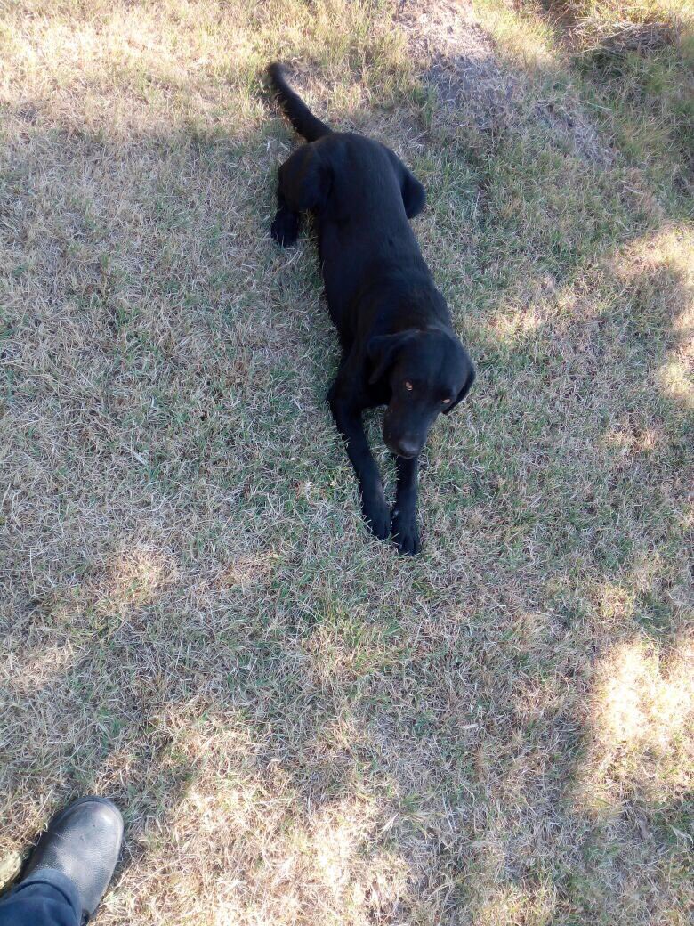 patrmarsh's tweet photo. Llegaron buscando comida, cariño y compañía.
#PerrosReality buscan hoy #adopcionResponsable.
Contacto aquí ☝🏻
Ayuden con RT
#DobleTentacion https://t.co/mFicXZyW9J