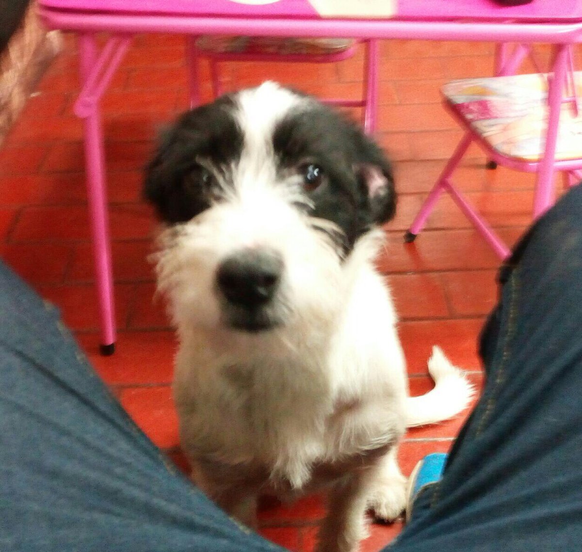 patrmarsh's tweet photo. Llegaron buscando comida, cariño y compañía.
#PerrosReality buscan hoy #adopcionResponsable.
Contacto aquí ☝🏻
Ayuden con RT
#DobleTentacion https://t.co/mFicXZyW9J