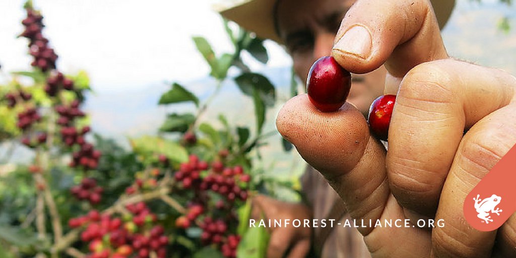 RnfrstAlliance's tweet photo. Going to #SCAA2017? Us too! Join us for breakfast to talk about #sustainable coffee and the future of #coffee: https://t.co/vFGJhuzRNo https://t.co/gA0Oyz4jvP