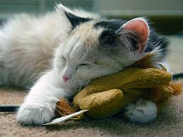 heb_gom's tweet photo. #NaMinhaFamiliaEu sou o que mais dorme!!💤💤 https://t.co/aR9h39YaCh