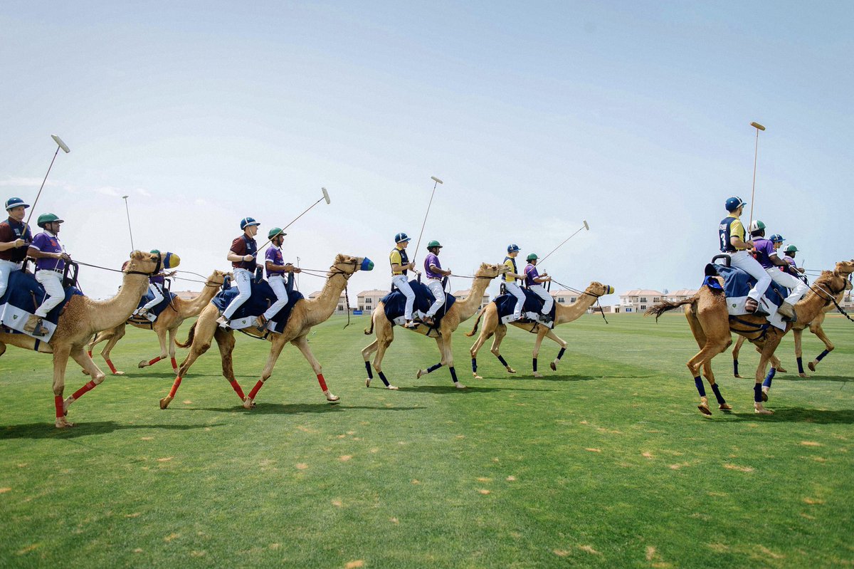 Britishpoloday's tweet photo. You haven't really lived until you've witnessed a caravan of camels play polo in Dubai! 🐫🌴#britishpoloday https://t.co/TK6qGqfrmc