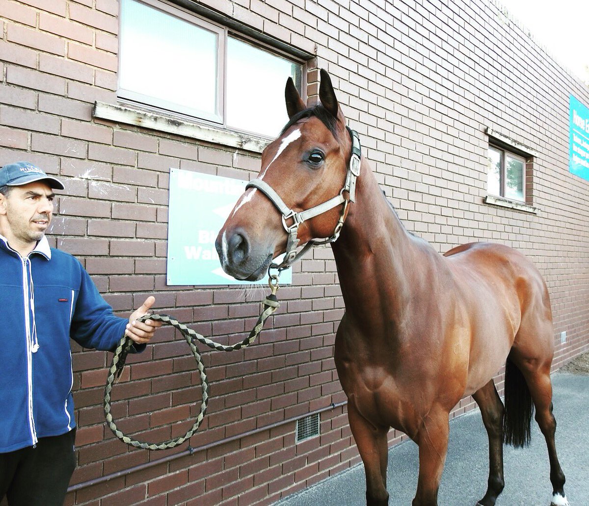 OTI Racing (@otiracing) on Twitter photo Lovely morning <a href="/MoeRacingClub/">Moe Racing Club</a> with Peter and Manny Gelagotis, seeing our latest Fastnet Rock import - Hardington 🐴 Lovely morning <a href="/MoeRacingClub/">Moe Racing Club</a> with Peter and Manny Gelagotis, seeing our latest Fastnet Rock import - Hardington 🐴