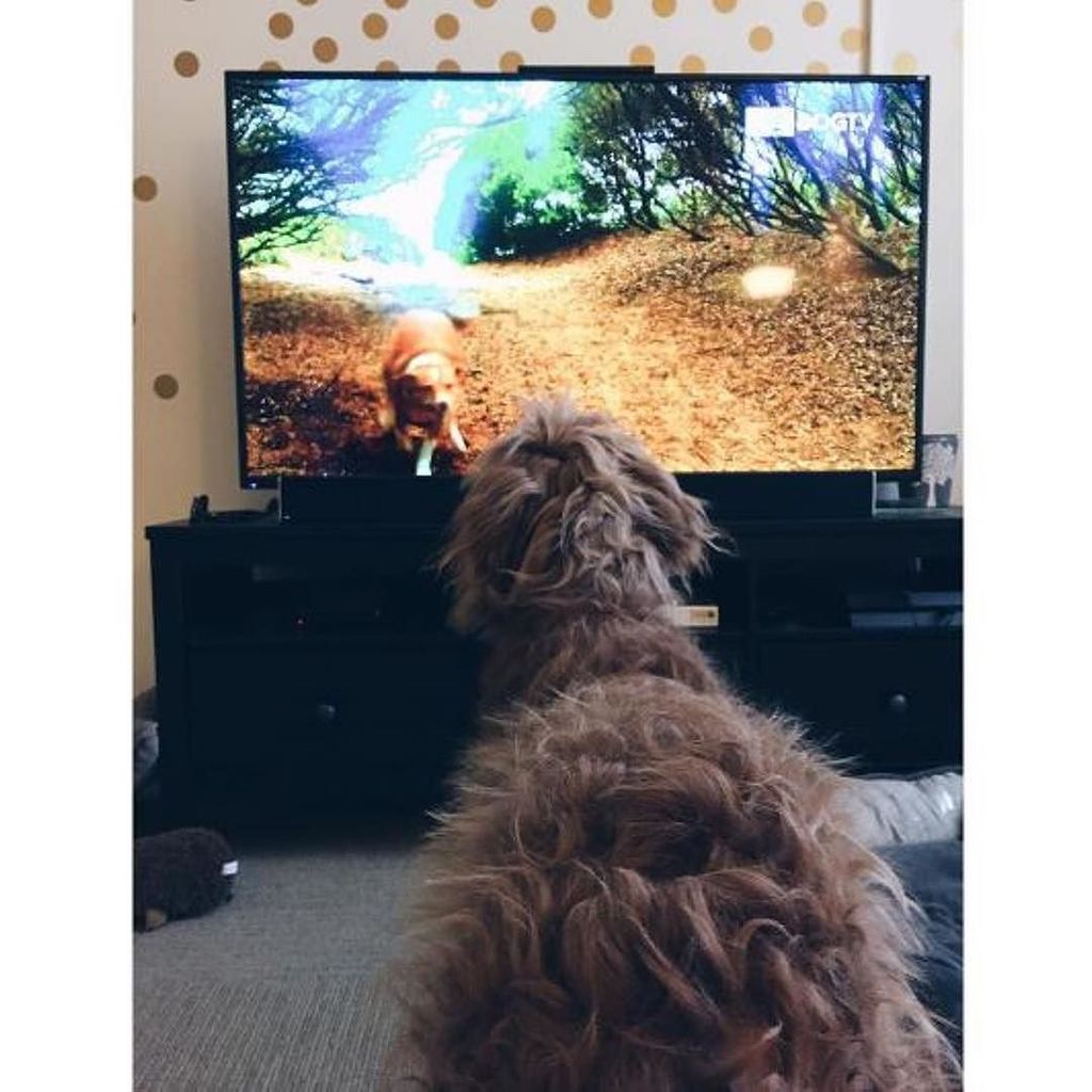 dogtv's tweet photo. Watching them watch DOGTV ❤️📸 @olive_the_dood ⠀
⠀
#dogsofinstagramn #dog #DOGTV #Dogs #dogsofig #dogsofinsta #doglife https://t.co/Nz7UTh9ZsV