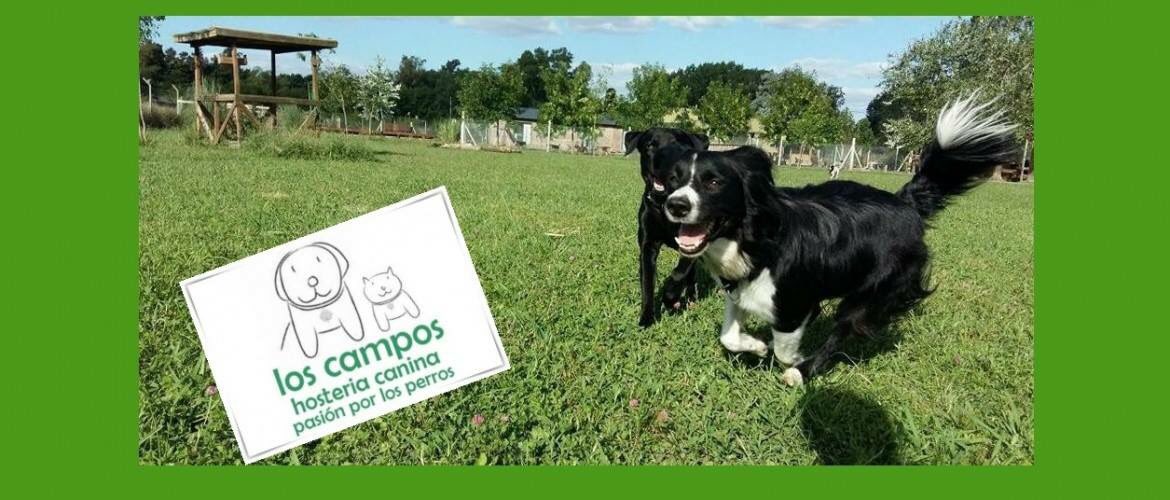 UrbanPetsMag's tweet photo. 😍 😍 LAS VACACIONES SOÑADAS DE OLIVER EN 🌳 "los campos hosteria canina pasion por los perros"🌳🐕 🐩
Click en 👉🏼 https://t.co/taca5yURca https://t.co/5Co9pTrSHT