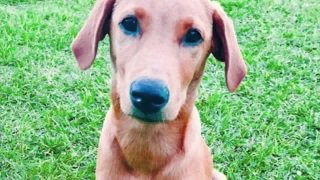 Dog enlisted to help young abuse victims

kten.com/story/35137196…

<a href="/LabsForChildren/">Labs For Children</a> 
<a href="/CACTX/">Colin</a>
#KTENnews
#ChildAbusePreventionMonth