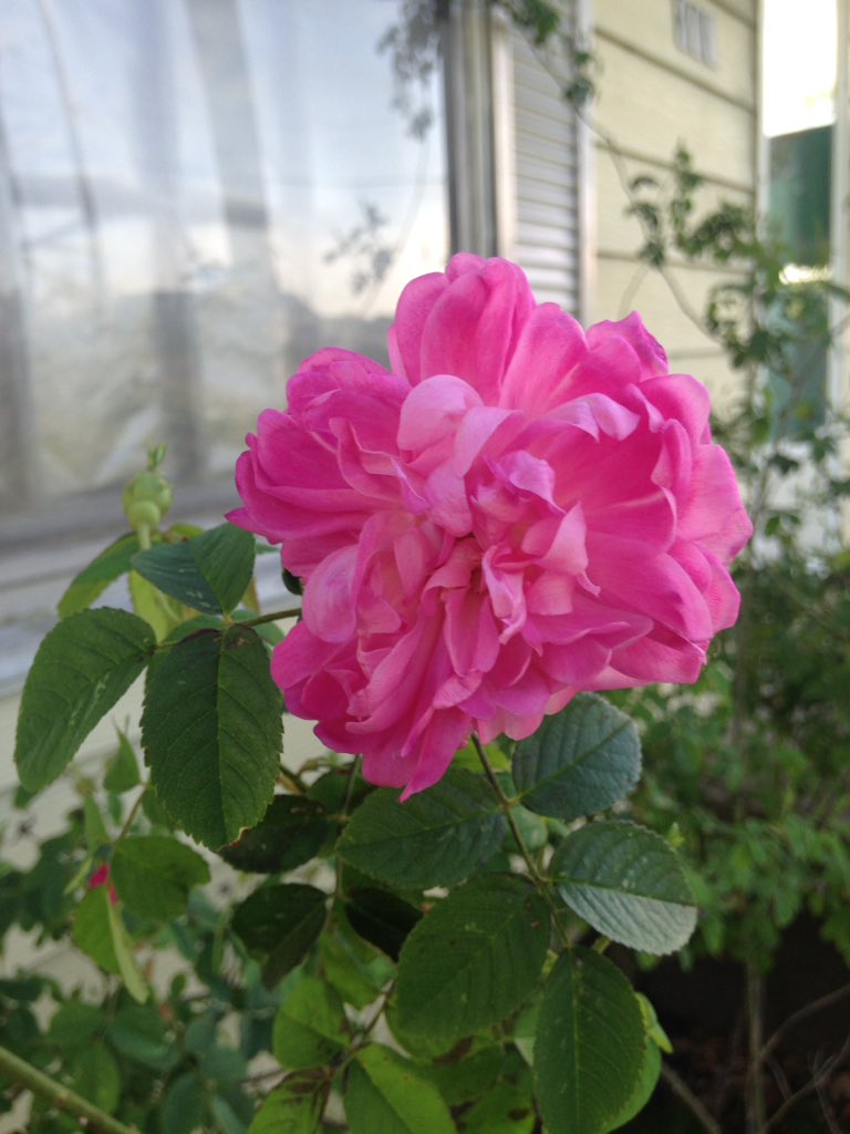 scarlettralgee's tweet photo. Random yard things #springtimeinTN https://t.co/mrHtVknOen
