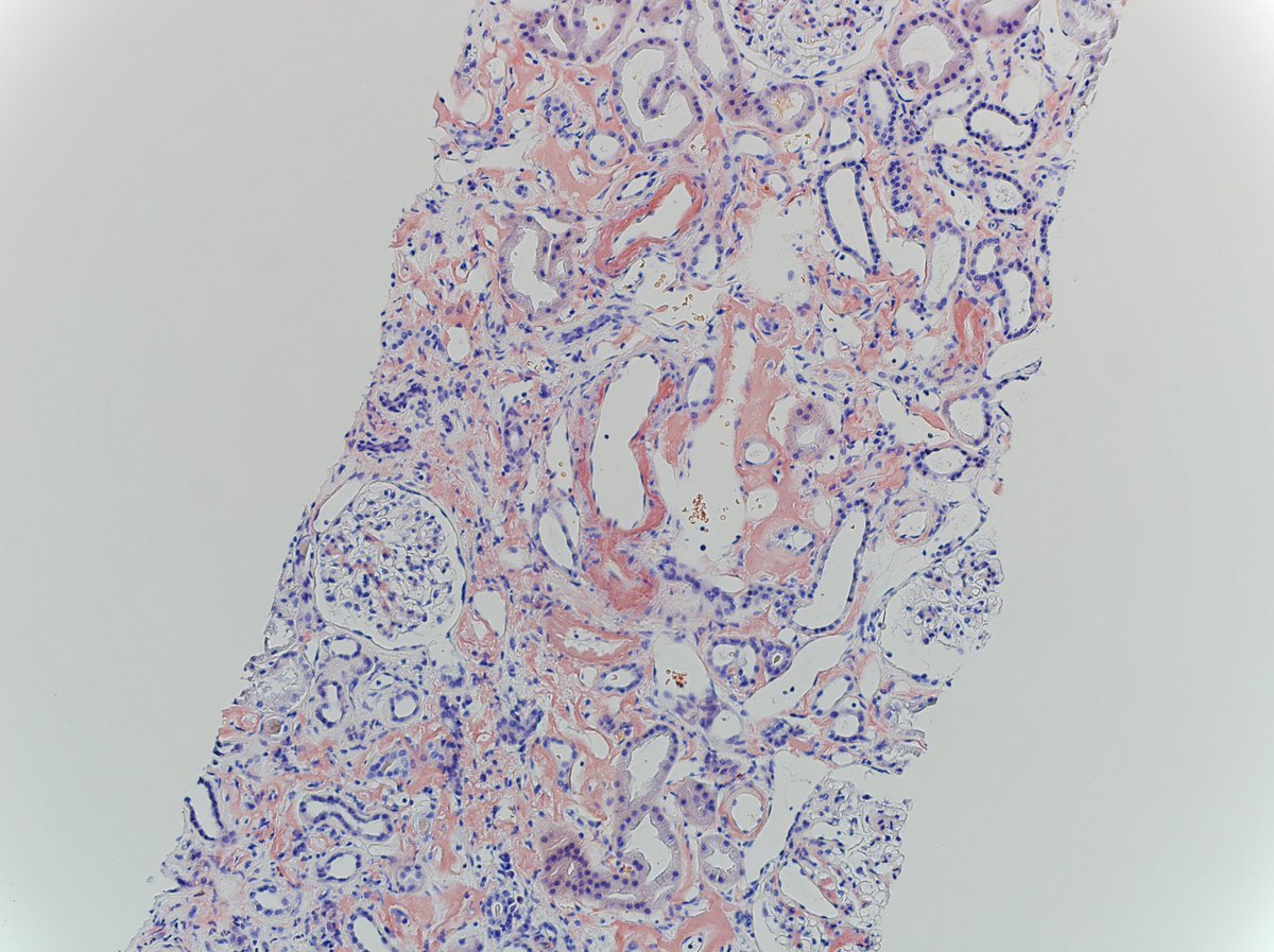 Erika Bracamonte, MD tweet media