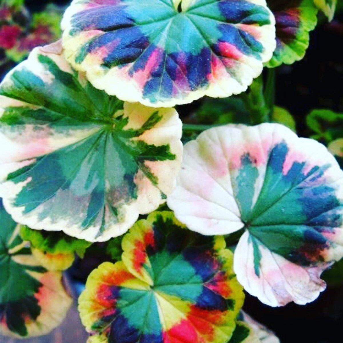 evrgrdn's tweet photo. Variegated geranium leaves.
#variegated #leaves #colors #combination #plants #trees #herbs #vines #garden #nature #flora #evrgrdn https://t.co/5Qxx3YIMNe