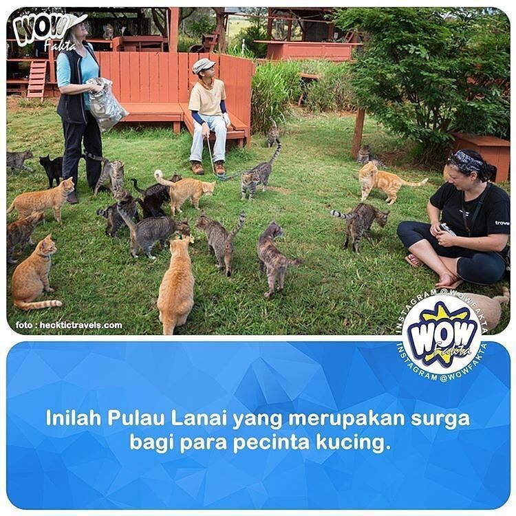 ift.tt/2oZr0Vv [#wowfakta] Hawai memang menjadi salah satu pulau yang menawarkan destinasi indah dan membu…