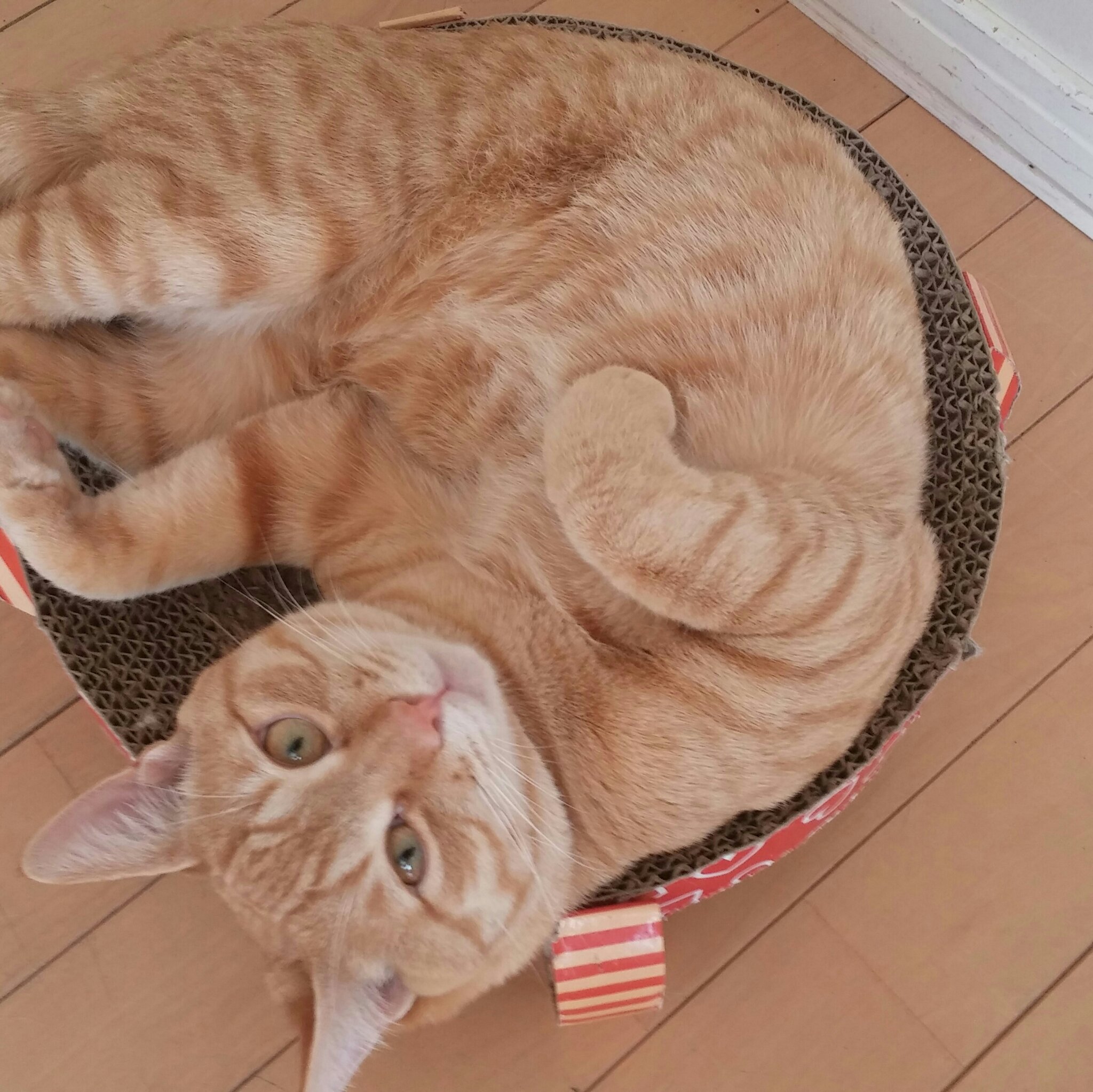 キャット T0hhfbd5jsk2stx Twitter