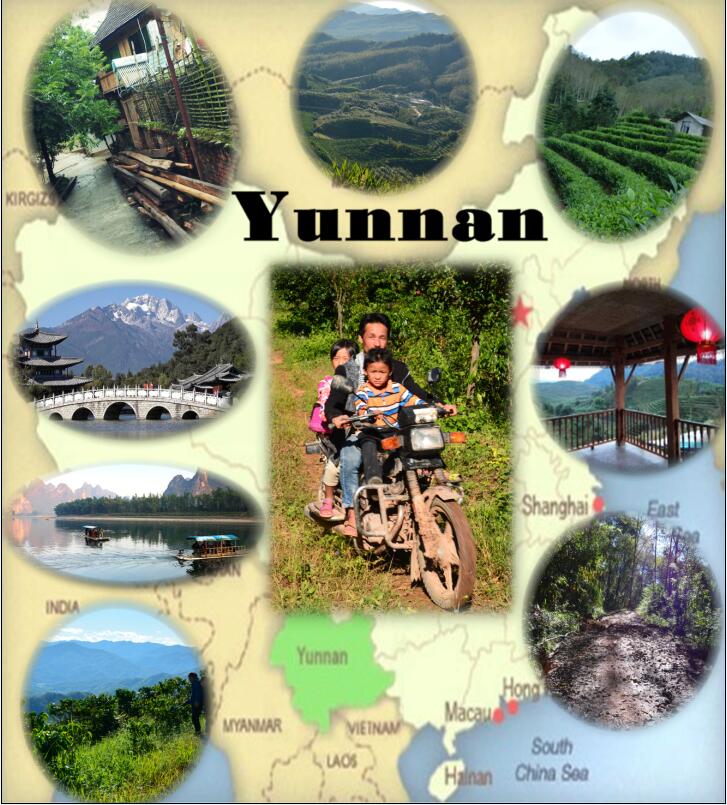 CoffeeFuwang's tweet photo. Colorful Yunnan Province of China ☕️🌳🌻🐘 https://t.co/LrfrQ5oUqW