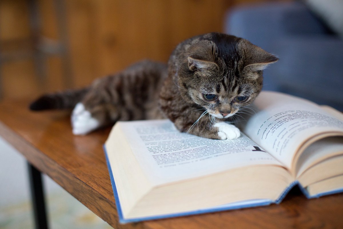 Lil BUB tweet media
