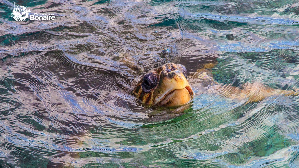 wesharebonaire's tweet photo. Close encounter with a turtle on Bonaire
#wesharebonaire #wsb #bonaire #turtles #marinepark #snorkeling #diving #nestinggrounds https://t.co/kjr2rpTNEm