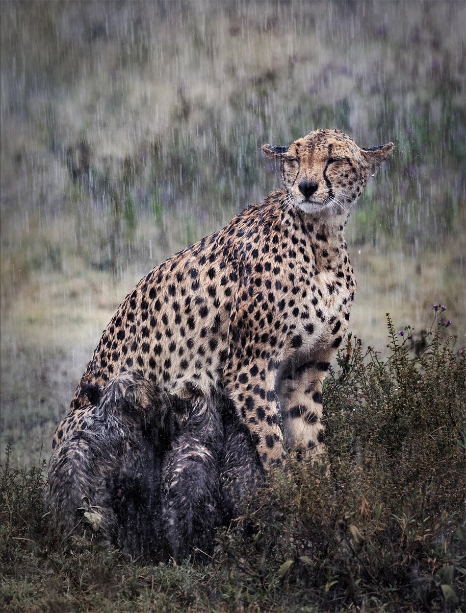 Cheetah Nursing Her Cubs In The Rain | Photography by ©Pierluigi Rizzato