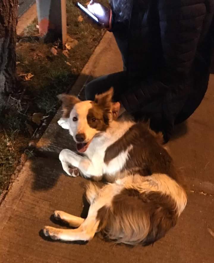 lmdaz's tweet photo. Urgente!!! Alguien identifica a esta perrita??? 
ENCONTRADA EN las condes, calle camino el alba con san Ramón.C/correa celeste  +56944936744 https://t.co/vSKIsEYwxQ