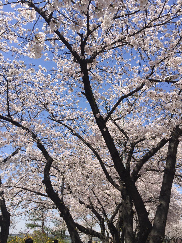 어제 여의도 ... 개헌특위 참석차 갔다가 꽃들에게 홀렸다.