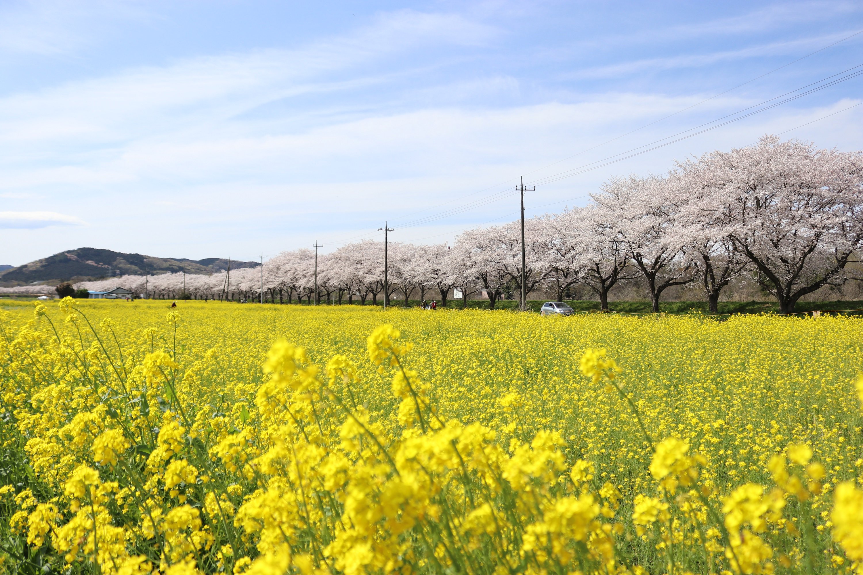 嵐山町公式 都幾川桜堤の桜が満開です 嵐山町の学校橋河原付近は 菜の花畑と桜並木 大平山などが見渡せる絶景ポイントです 桜並木を眺めながらのサイクリングもオススメです ぜひお越しください 写真は昨日の様子です 桜 お花見 菜の花
