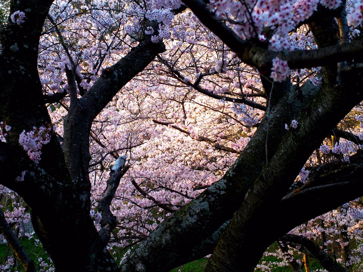photosjpn's tweet image. Sakura catch the day's last light in Kobe, Japan. #CNNiReport #CNNTravel #CNNSpring #spring #Sakura #nature #travel #Japan #flowers #Kobe