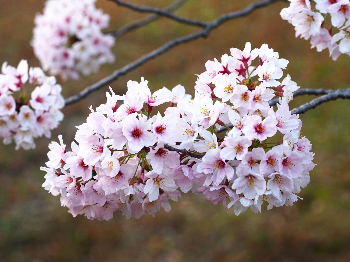 photosjpn's tweet image. Sakura catch the day's last light in Kobe, Japan! #CNNiReport #CNNTravel #CNNSpring #spring #Japan #nature #sakura #travel #flowers #Kobe