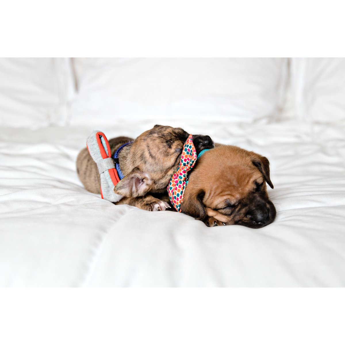 InspirationNook's tweet photo. Everyone deserves some puppy love • Thanks for letting me document these cuties @Thyme_is_Honey #Fetchwi #MadisonWI https://t.co/1SwIkhjHLJ