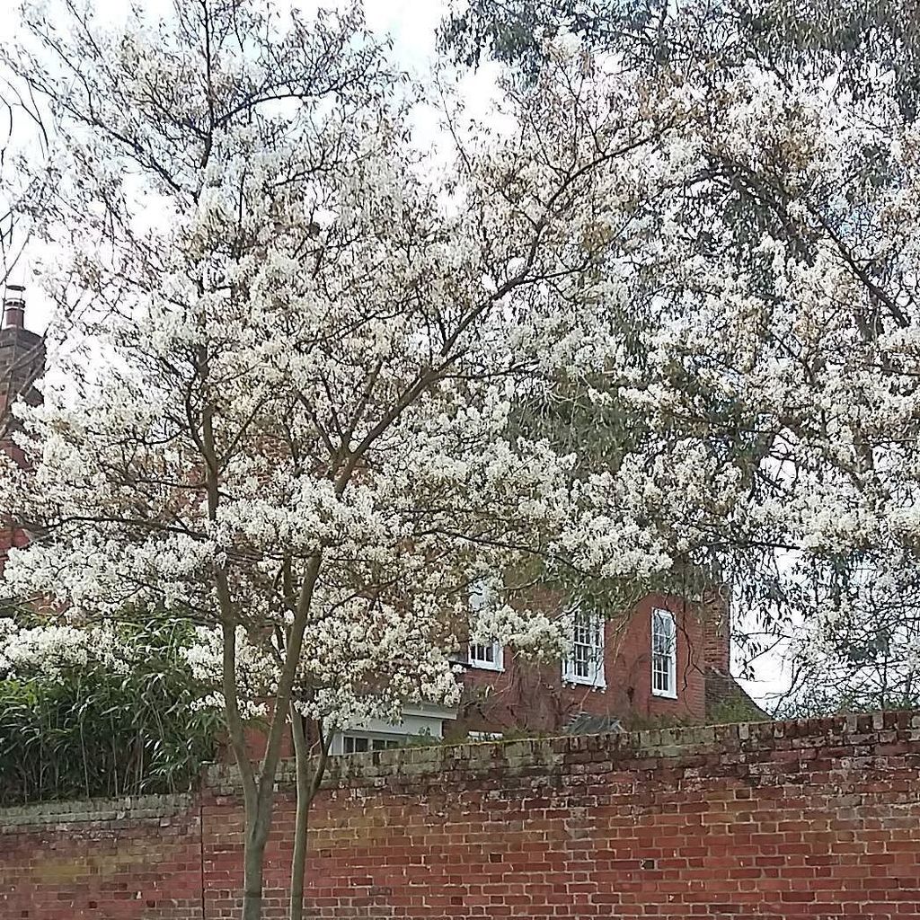 MuchMore_Less's tweet photo. Cloud of white blossom on the tree on the corner by our house.
#floweraday #floweroftheday #muchmorewithless #blo… https://t.co/t7koYQvb7A https://t.co/wNlPFSlihB