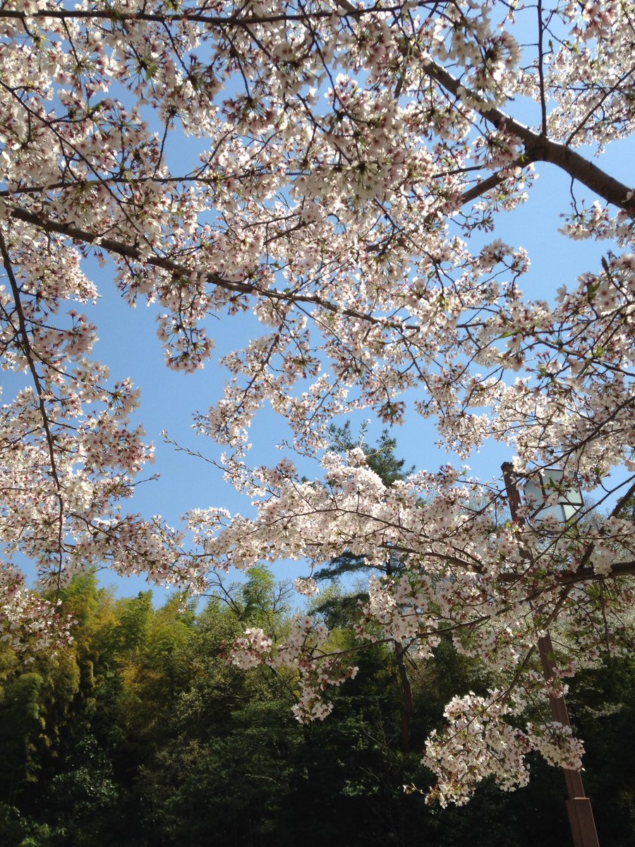 livenas's tweet photo. 天白区の桜も満開で、春らしい暖かい日が続いてますねー🌸
みなさんは花見行かれましたか？
写真は天白区じゃないけど、牧野が池公園の桜ですー🌸🌸🌸
#鈴村浴槽  #天白区  #名古屋  #桜 https://t.co/UmGTcAO1Zc
