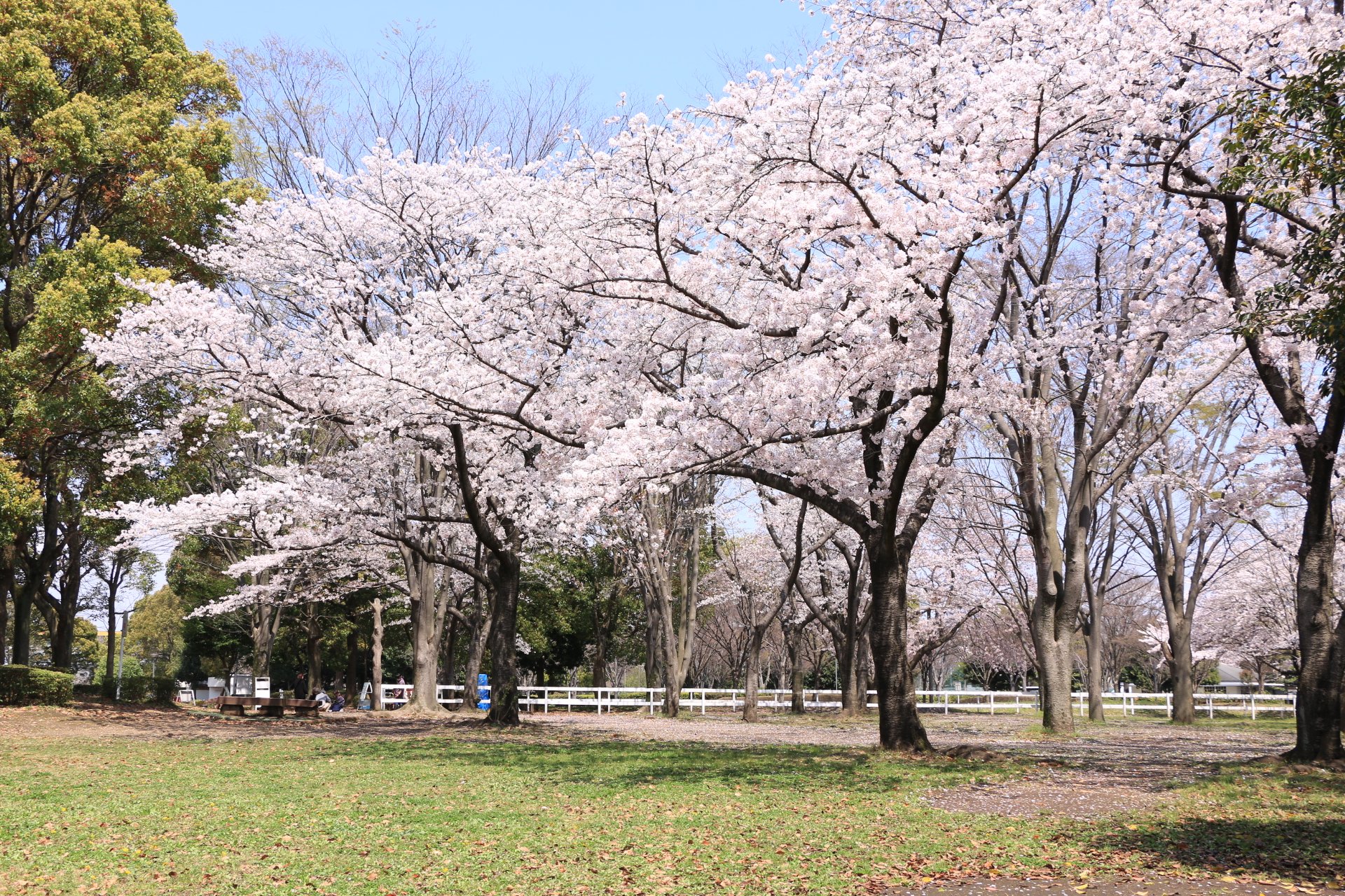 海老名運動公園 北部公園 中野公園 海老名運動公園の桜の開花状況は 満開 散り始め位です 桜 T Co Kgattsp1fo Twitter