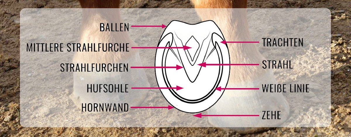 Fluesterei's tweet photo. Der Huf! Was du alles wissen musst - PLUS: Die wichtigsten Tipps für gesunde Hufe - https://t.co/w7hpzt5QRN #Pferde #Reiten https://t.co/2d2tWga4IV
