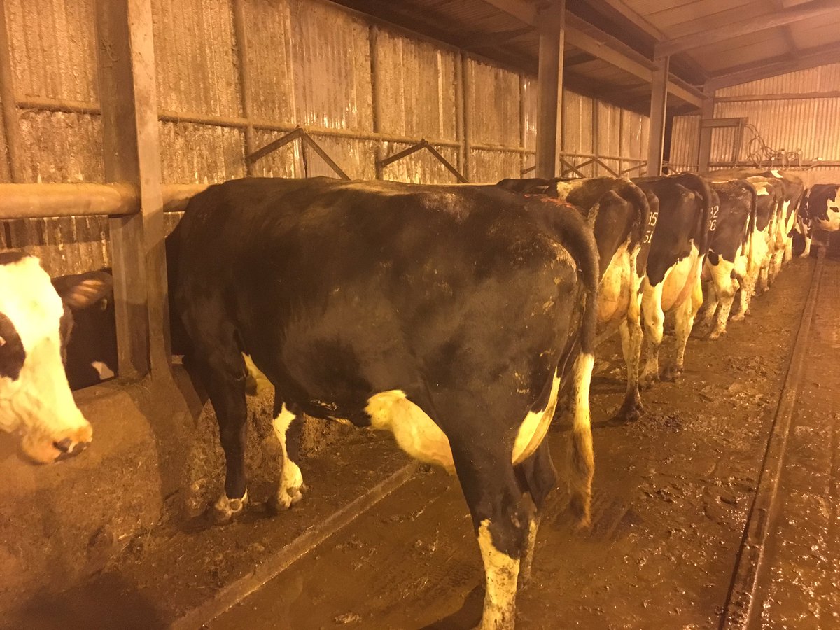 Brklydairysol's tweet photo. @cows94 @fordcows @richrobscows1 One of the ladies I have #flech https://t.co/LzlsxWAHGi