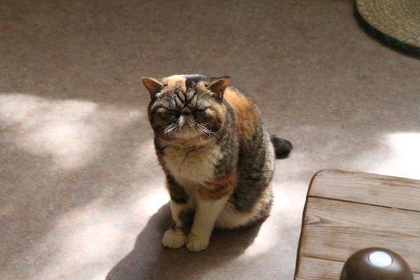 temarinoouchi's tweet image. 日向ぼっこしているきの子ちゃんを発見しました(*^-^*)きの子「今日は天気がいいわ(*^^*)お日さまの光が気持ちいいの♪」とっても気持ちよさそうな顔していますね(*´ω｀)　#猫　#猫カフェ　#てまりのおうち