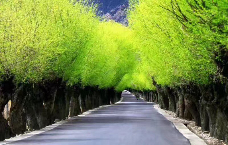 Does anyone knows this kind of tree?Thanks a lot