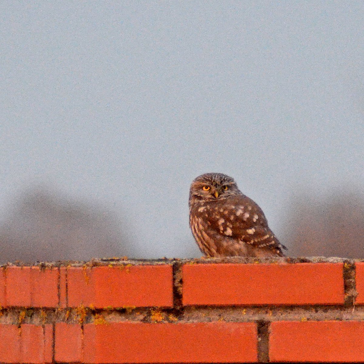 5. aprīlī Mārupē tika novērots mājas apogs – suga, kas Latvijā nebija konstatēta vairāk nekā 20 gadus dabasdati.lv/lv/article/maj… Foto: <a href="/daknis/">Pēteris Daknis</a>