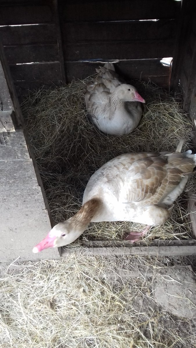 GarlicMeadow's tweet photo. One goose is sitting. #breconbuff #nativebreeds #spring https://t.co/swcE2pfFUS