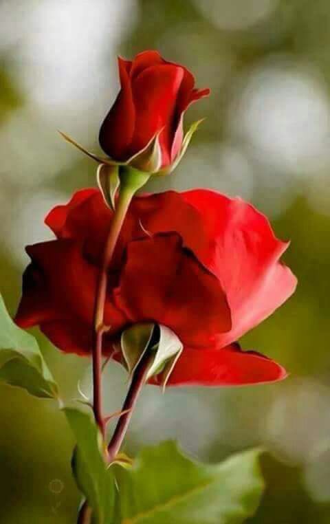 Moon8032's tweet photo. - صلاتك أولاً,ثمّ اطلـبِ من الله ما شِئت 🌸 https://t.co/KAp67vb9MT
