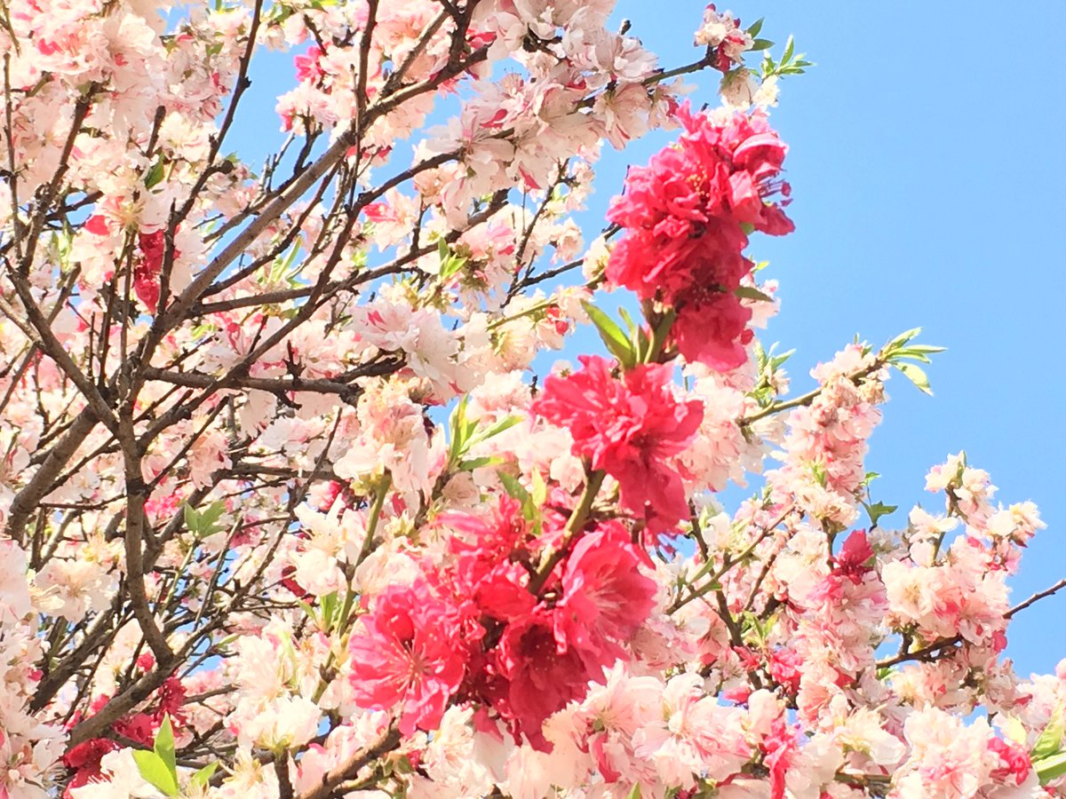 まっつ Twitterren 仕事の途中で見つけた桜 薄いピンクと濃いピンク両方の花が一つの木に咲いていて珍しいなぁって 薄いピンクの方もよく見たら 濃い色がまだらに入っていて これもまた いとをかし 風流だねぇ