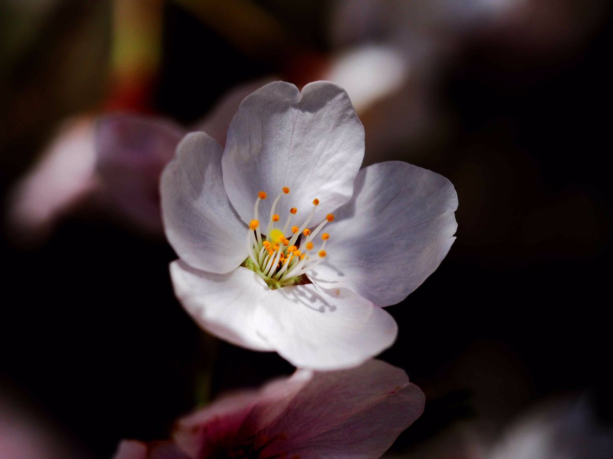 photosjpn's tweet image. Only about one week left to enjoy Kobe, Japan's Sakura! They'll be missed! #CNNiReport #CNNTravel #CNNSpring #travel #nature #Japan #flowers