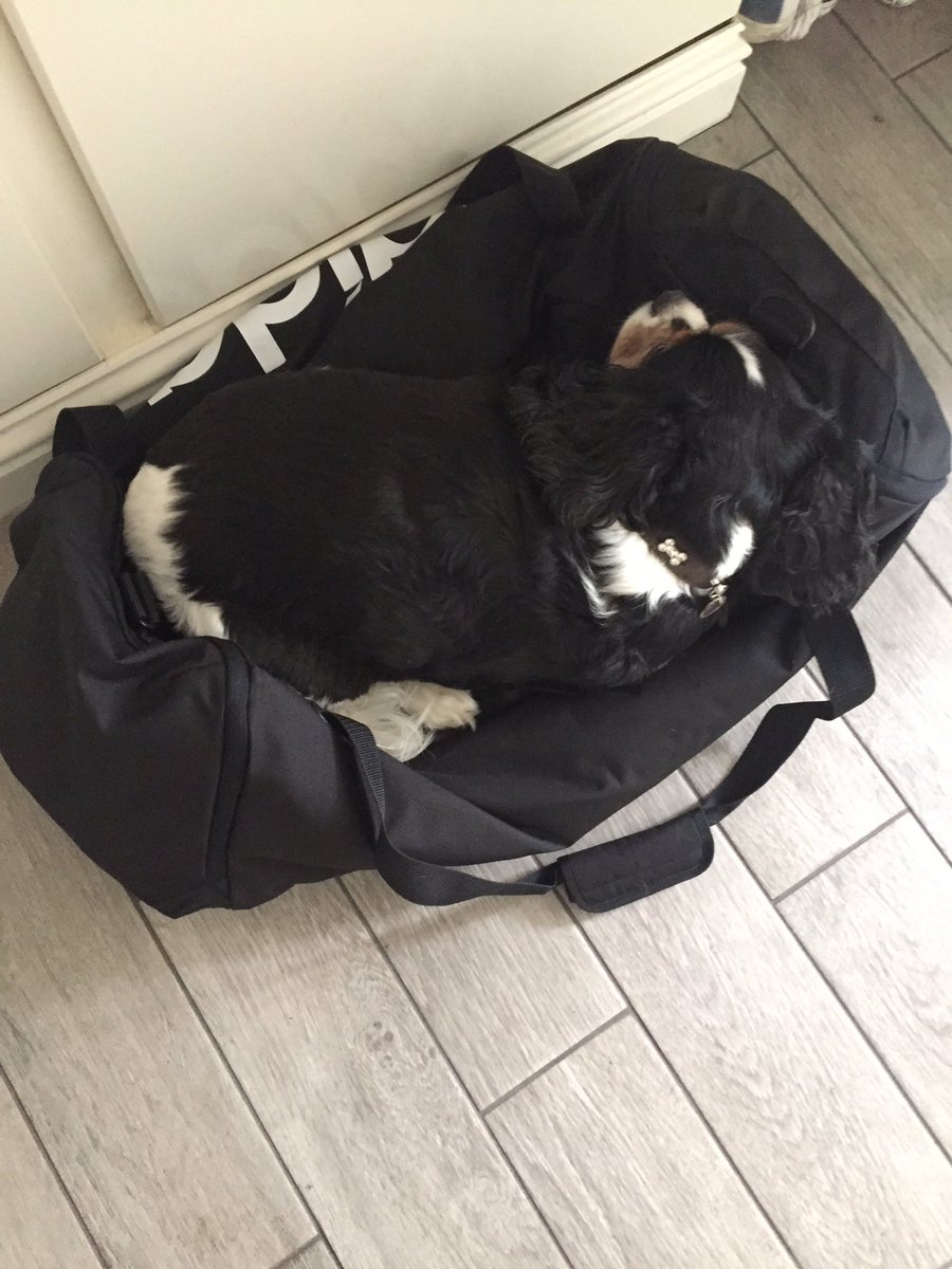 The_Warns's tweet photo. #Albie will sleep anywhere. Today he has chosen Daddy's kit bag https://t.co/b4JzwRFxpp