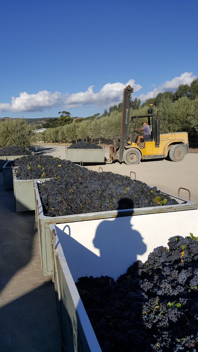 willunga100's tweet image. @willunga100 Greanche on deck this afternoon